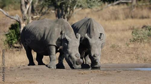  A couple of White rhinos are drinking water
