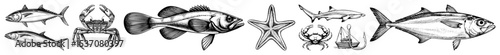 Vector Detailed illustrations of diverse marine life including fish crustaceans and echinoderms are presented in a vintage style.