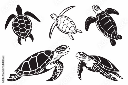 turtle
