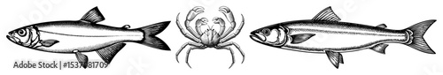 Vector Stylized fish and crab illustrations create a marine life composition.