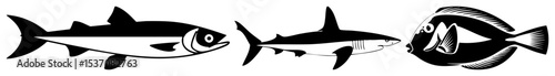 Vector Stylized marine life illustrations depict a tarpon shark and flatfish. photo
