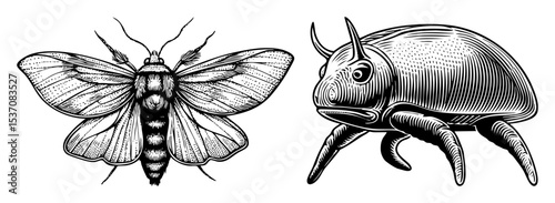 Vector Detailed illustrations of a moth and a beetle showcase intricate linework.
