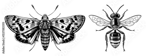 Vector Detailed illustrations of a patterned moth and a bee showcase insect anatomy.