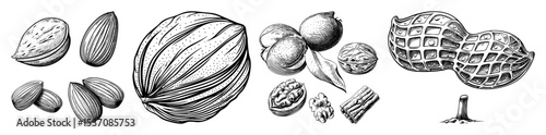 Vector Detailed illustrations of various shellfish including clams mussels and cockles rendered in a vintage engraving style.