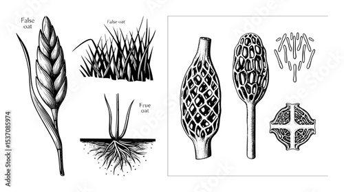 Vector Botanical depicts comparative details of false and true oat plants including seed heads foliage and root systems.