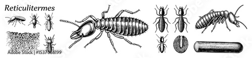 Vector Detailed illustrations of Reticulitermes termites showcase their anatomy and colony structure.
