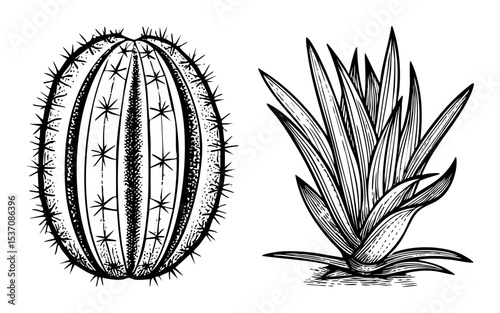 Vector Desert cacti and agave plants .