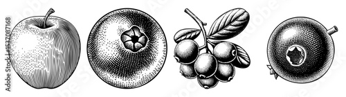Vector Vintage botanical illustrations depict an  plums and a bunch of cherries.