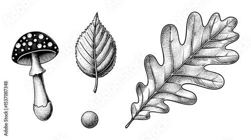 Vector Detailed botanical illustrations depict a fly agaric mushroom a raspberry leaf and an oak leaf.