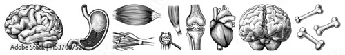 Vector Detailed anatomical illustrations depict a brain stomach eye joint and skeletal structures.
