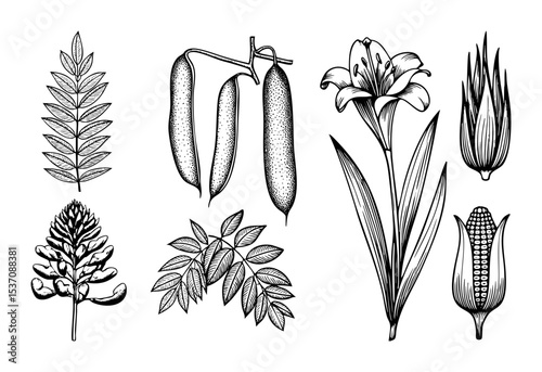 Vector Botanical featuring diverse plant elements in a vintage style.