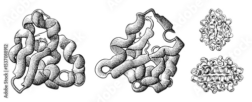 Vector Intricate biological structures depicted as detailed vector illustrations.