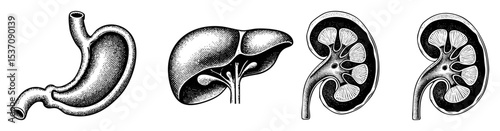 Vector Detailed anatomical of a stomach liver and paired kidneys.