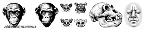 Vector Detailed vector illustrations of primate faces bushbabies a skull and a human face.