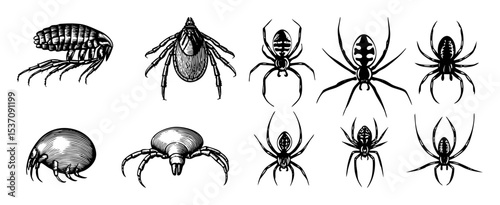 Vector Detailed arthropod and spider illustrations showcase diverse arachnid forms.