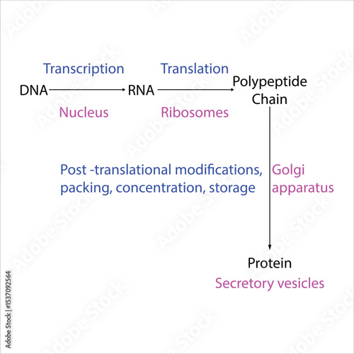 Central Dogma of Molecular Biology DNA to Protein Pathway