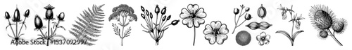 Vector Detailed botanical featuring ferns irises and seed pods.