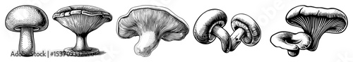 Vector Detailed engraving illustrations of various mushroom forms showcase botanical artistry.