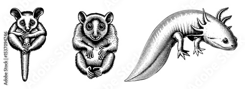 Vector Detailed illustrations of a possum bush rat and axolotl in vintage engraving style.