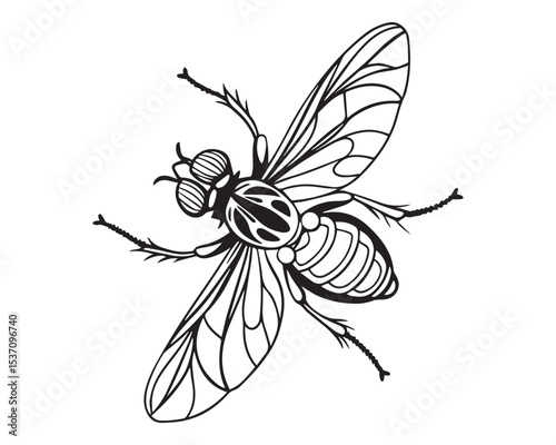 Full Body House Fly Vector Illustration – Realistic Detailed Insect Clipart with Wings and Legs, Isolated on Transparent Background for Scientific, Educational, and Design Use

