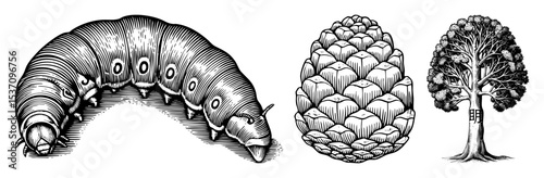 Vector Detailed of an armadillo pinecone and tree with a house.