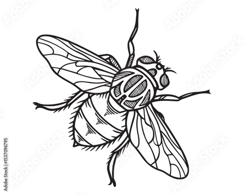Full Body House Fly Vector Illustration – Realistic Detailed Insect Clipart with Wings and Legs, Isolated on Transparent Background for Scientific, Educational, and Design Use

