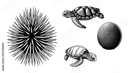 Vector Detailed of sea urchin turtles and egg.