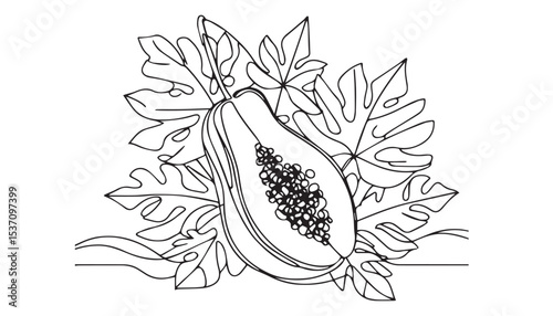 Continuous one single minimal line drawing papaya 