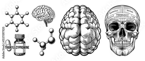 Vector Detailed vector of brain anatomy molecules and medication.