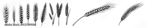 Vector Detailed of various wheat stalks and grains.