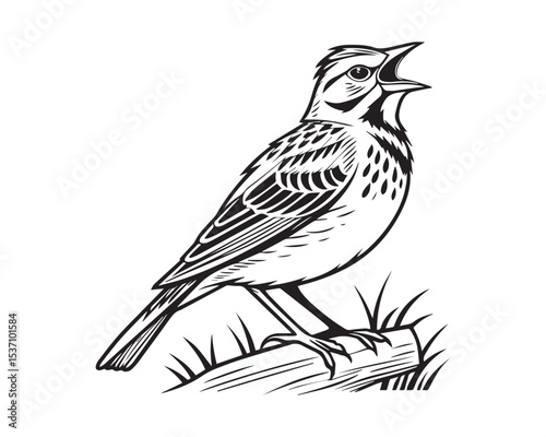 Full Body Vector Illustration of a Lark Bird – Elegant Songbird Design with Transparent Background for Nature, Ornithology, and Graphic Design Projects


