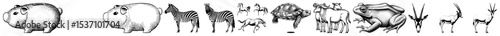 Vector Abstract animal forms depict a stylized evolutionary sequence.