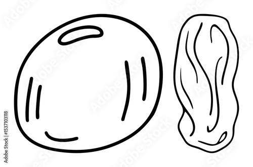 Vector Dried fruit featuring a date and a raisin.