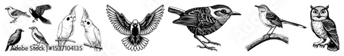 Vector Detailed vector illustrations of diverse bird species in dynamic poses.