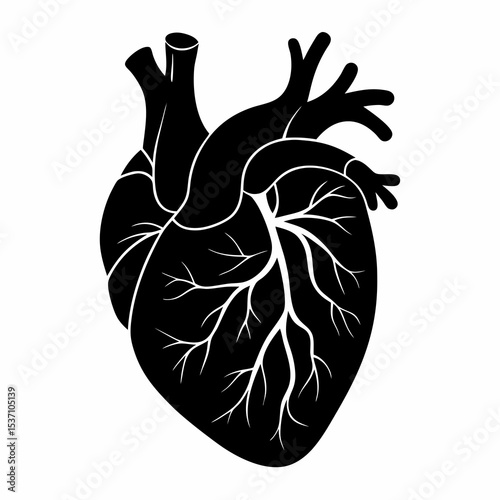 Human Heart Anatomy Organ Silhouette