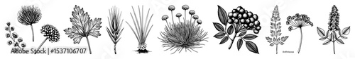Vector Botanical featuring diverse wildflower arrangements in detailed vector style.