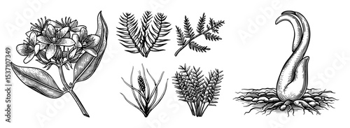 Vector Botanical of medicinal herbs and plant roots.