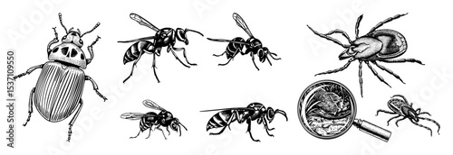 Vector Detailed insect illustrations featuring beetles wasps and a spider with a magnifying glass.