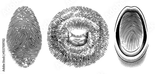 Vector Detailed fingerprint illustrations showcase unique designs.