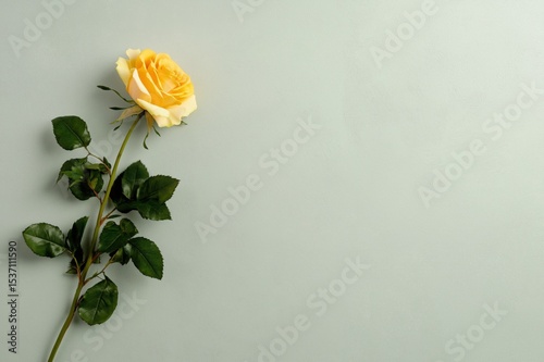 Wilted yellow rose on light gray backdrop symbolizing the passage of time and the inevitability of aging