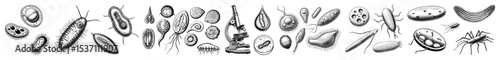 Vector Detailed of diverse microscopic organisms and protozoa.