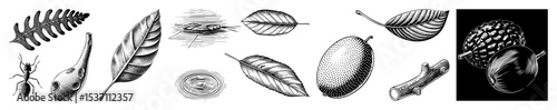 Vector Detailed botanical illustrations showcase leaves insects and natural elements in a vintage engraving style.