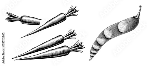 Vector Engraved carrots and pea pod set