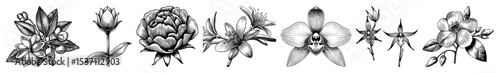 Vector Detailed botanical illustrations of diverse flower varieties showcase intricate linework.