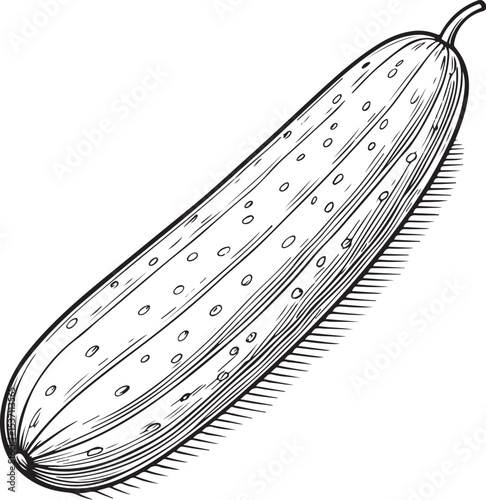 Cucumber Pickle Vegetable Vector Illustration, Sketch Drawing Line Linear Symbol Icon Engraving Coloring Book, Hand-drawn Black and White Isolated