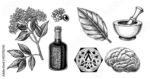 Vector Botanical featuring elderberry mortar and pestle and brain with leaves.