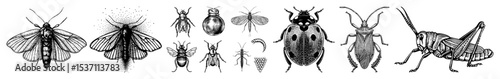 Vector Detailed of diverse insects including moths beetles and a grasshopper.