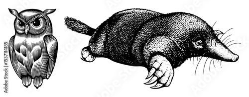 Vector Detailed illustrations of an owl and a platypus in a vintage engraving style.