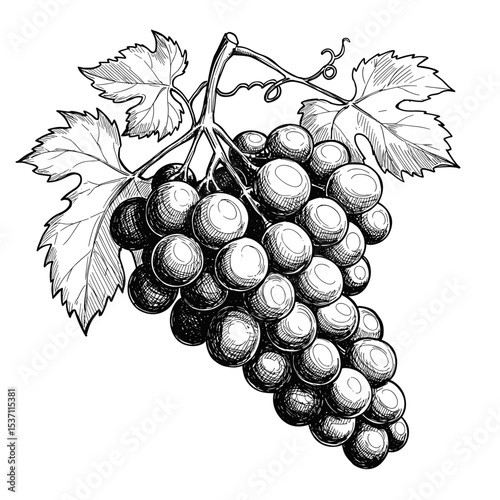 Vintage illustration of a bunch of grapes with leaves  