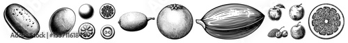 Vector Botanical illustrations of diverse fruits showcase detailed vector designs.